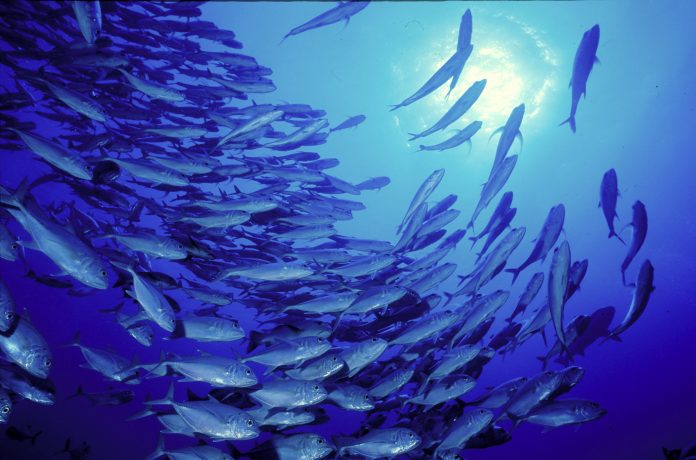 School of Bigeye trevally; Fiji