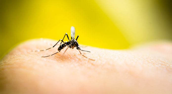 Malaria_1100